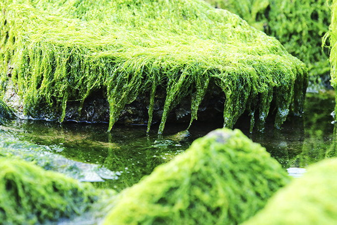 Quà tặng của biển