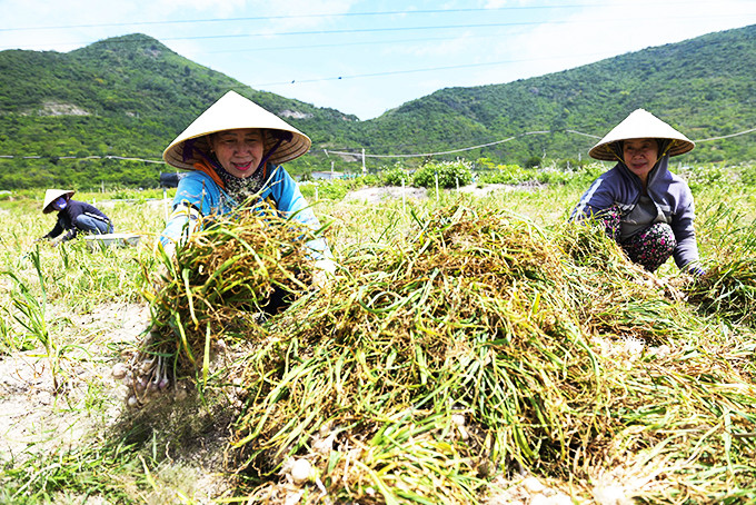 Người dân xã Ninh Vân thu hoạch tỏi. 