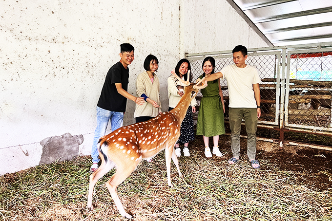 The Moshav Farm: Phát triển mô hình nuôi hươu lấy nhung