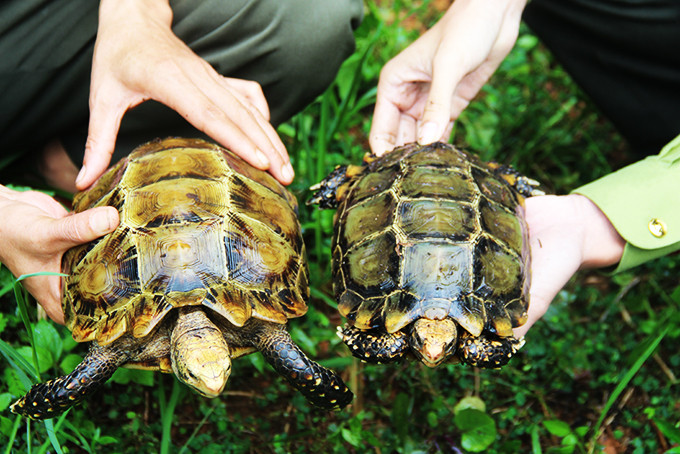 Lực lượng kiểm lâm  thả các cá thể rùa về rừng