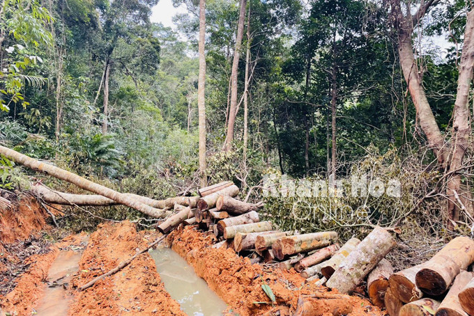Một góc hiện trường rừng bị phá ở tiểu khu 103 xã Ninh Ích, Ninh Hòa