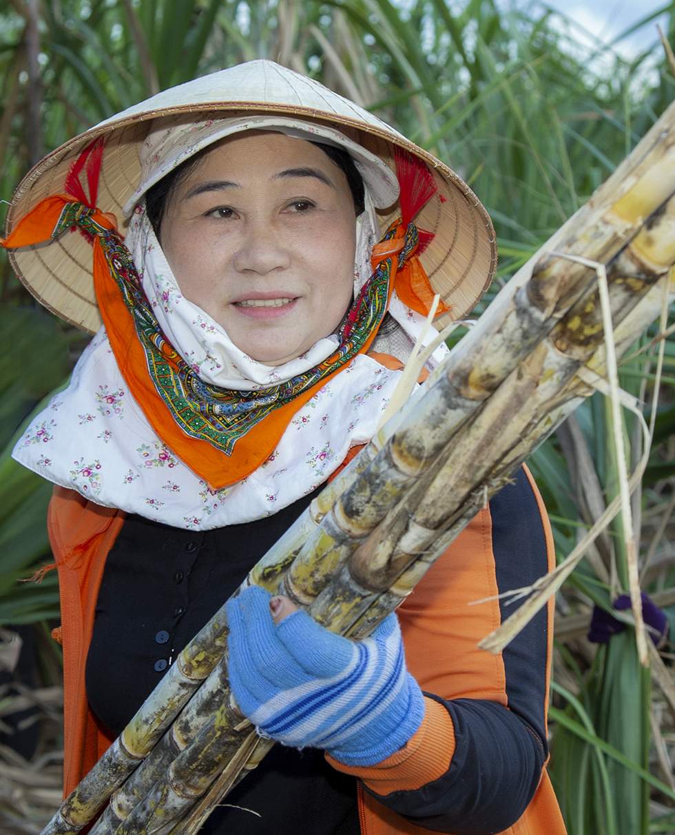 Bà Lâm Thị Sáu có hơn 100ha mía ở Khánh Vĩnh.