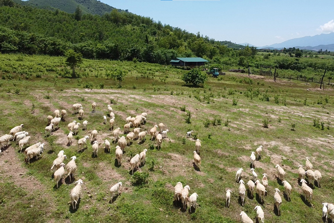 Ngắm đàn cừu trên thảo nguyên Ninh Thượng